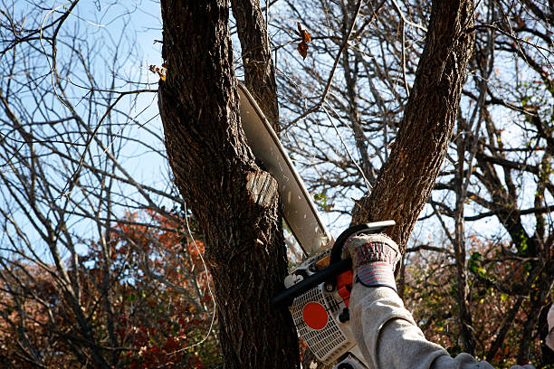 Best Seasonal Cleanup (Spring/Fall)  in Alma, NE